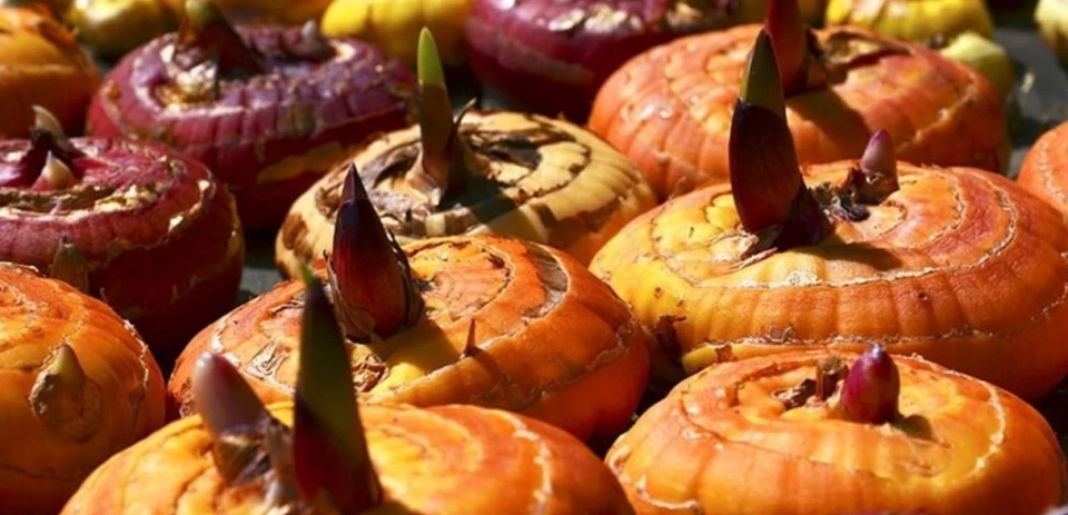 Правила посадки гладіолусів: терміни, пророщування та догляд