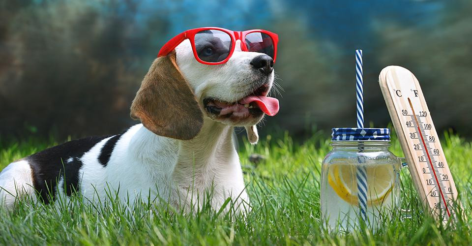 Синоптикиня Наталка Діденко повідомила, чи варто очікувати спекотну погоду 4 липня