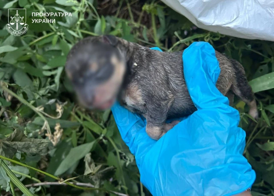 У Києві чоловік викинув новонароджених цуценят у смітник: відкрито кримінальне провадження