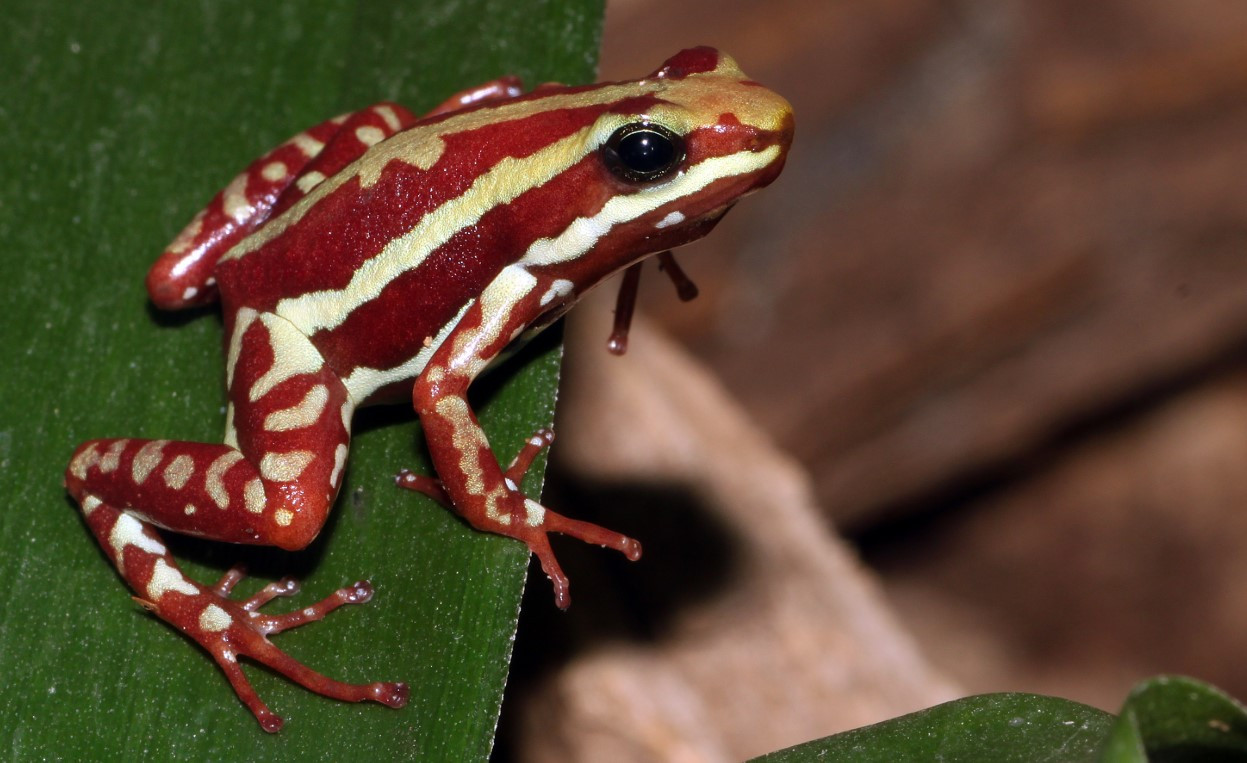 Навального отруїли шкірою жаби, що мешкає в Еквадорі